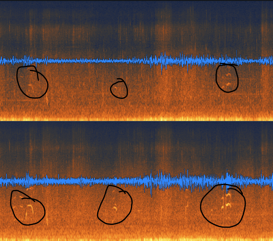 Waveform overlayed on a spectrogram. Circles are highlighting the areas where there is sound bleeding.