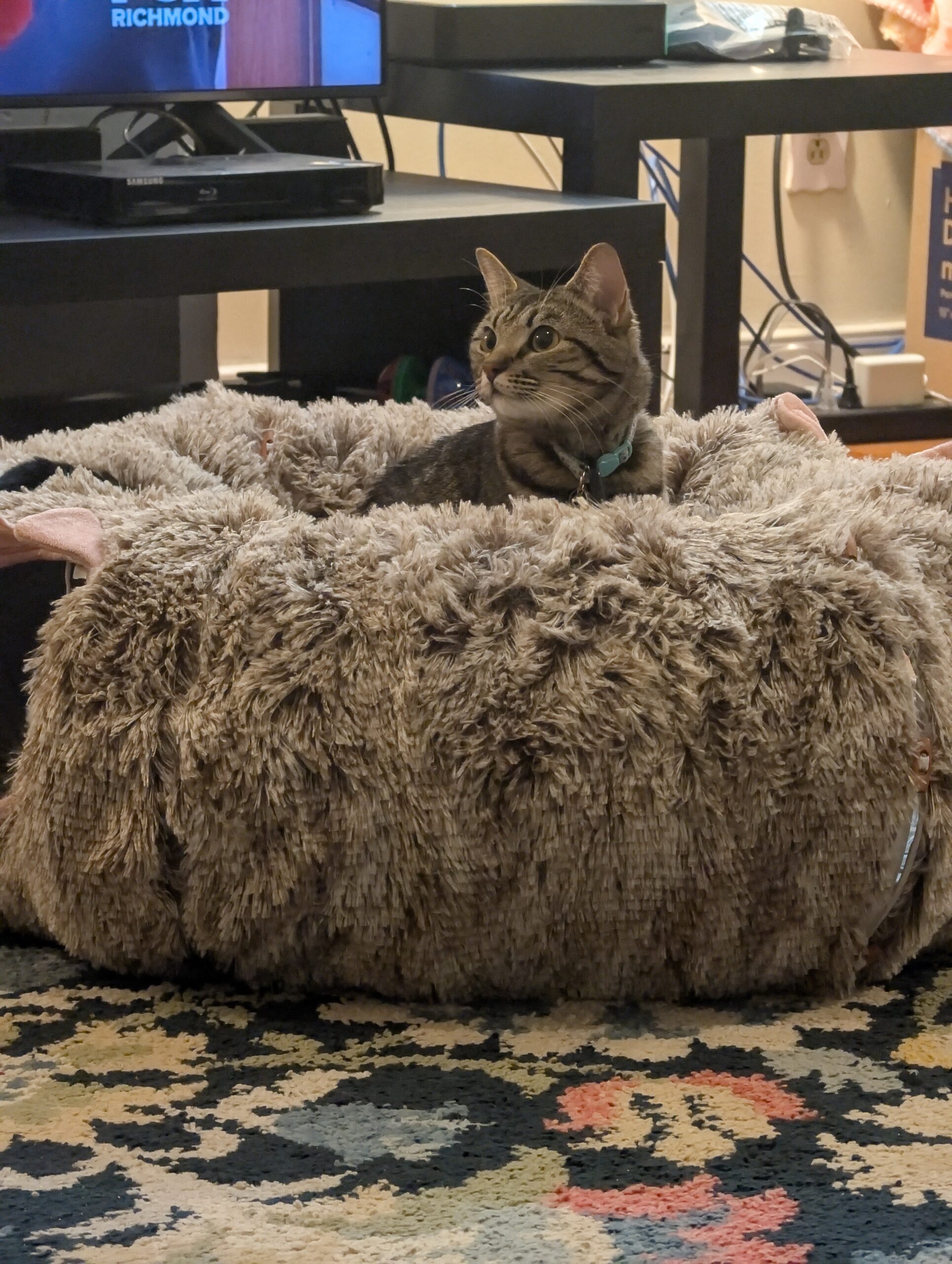 Jill the cat, sitting in a donut shaped cushion. She is a short hair cat that has a very striking pattern with hazel colored fur with black stripes.